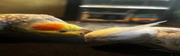 Cockatiels birds for sale: Male and female cockatiel  - Advert 3