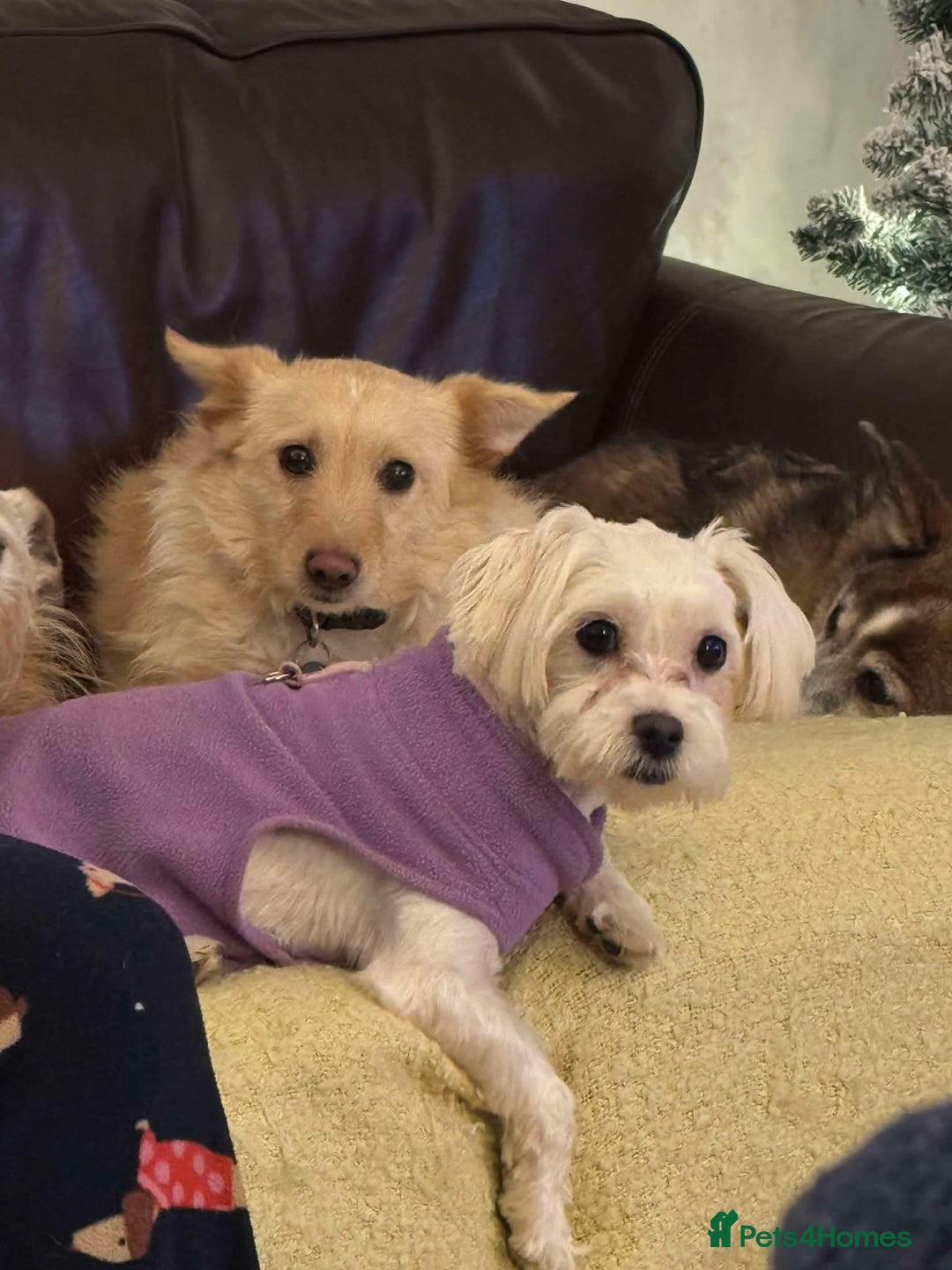 Maltipoo dogs for adoption: Ruby - Hingham Norfolk  - Advert 7