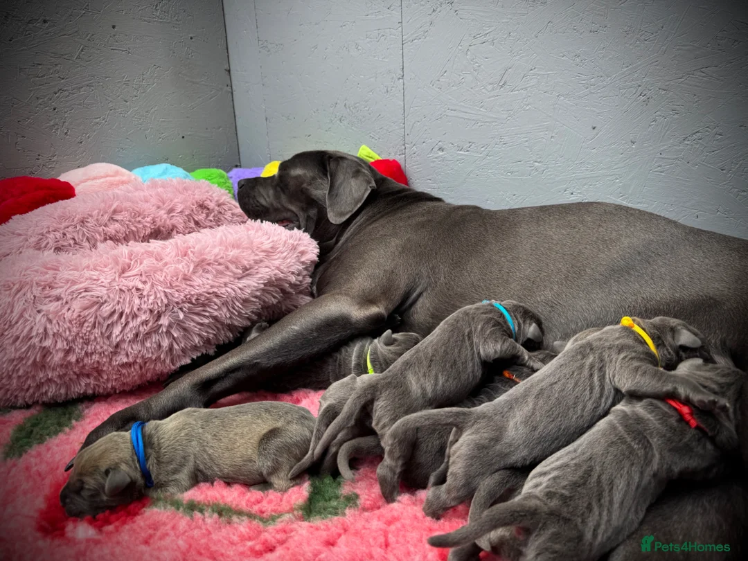 Cane Corso dogs for sale: 🐾 PatoSquad Cane Corso – Premium Litter 🐾 - Advert 22