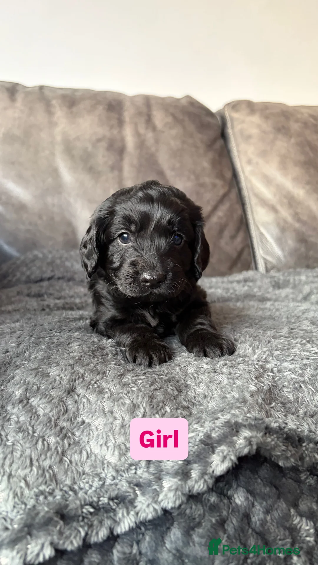 Cockapoo dogs for sale: 🐶 Adorable F1B Cockapoo Puppies 🐶 in Swadlincote - Advert 12