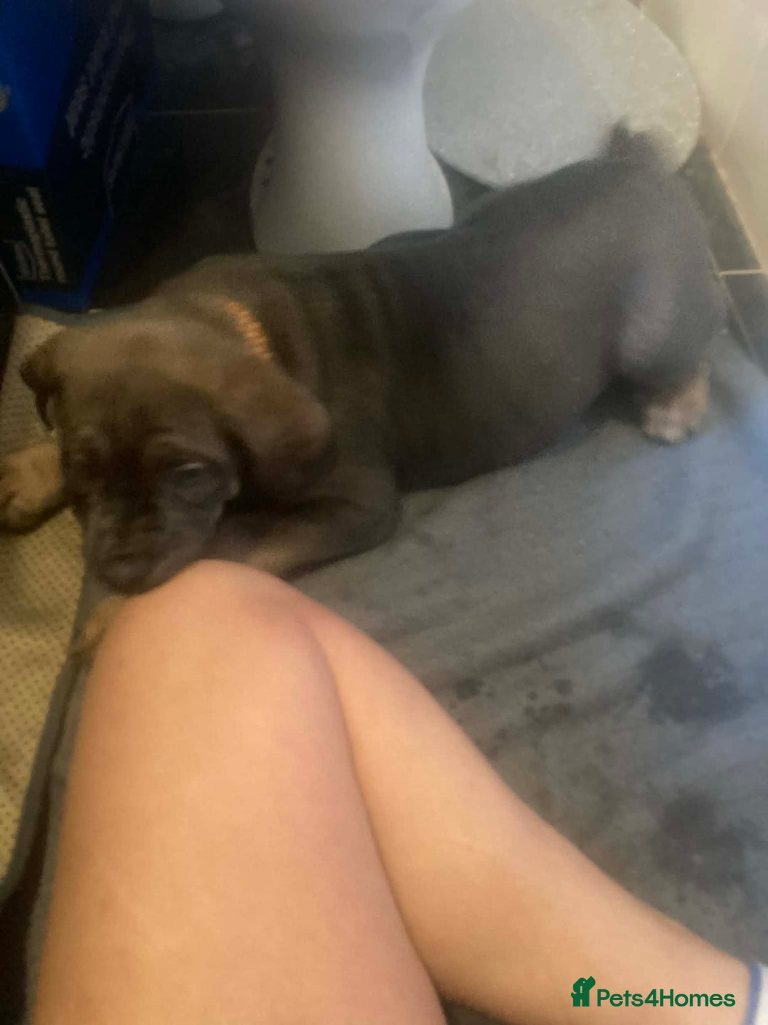 Cane Corso dogs for sale: Big furry floofballs - Advert 15