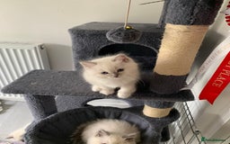 Ragdoll cats for sale: Stunning blue and lilac ragdoll kittens - Image 6