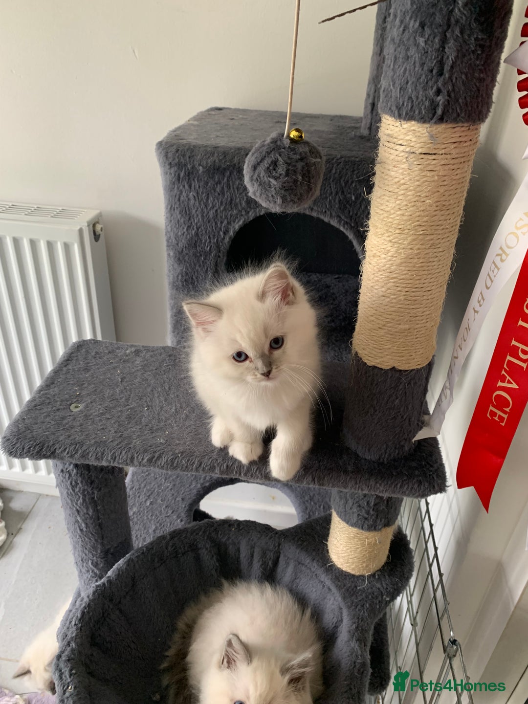 Ragdoll cats for sale: Stunning blue and lilac ragdoll kittens - Image 6