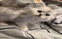 Persian cats for sale: Persian kittens for sale - Image 21