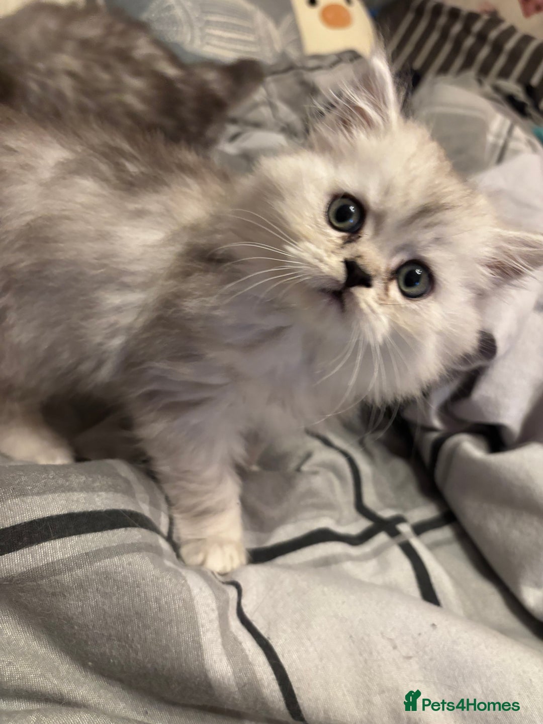 Persian cats for sale: Persian kittens for sale - Image 21