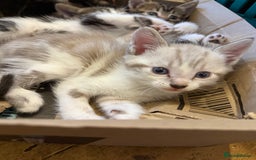 Mixed Breed cats for sale: Mixed breed kittens  - Image 8