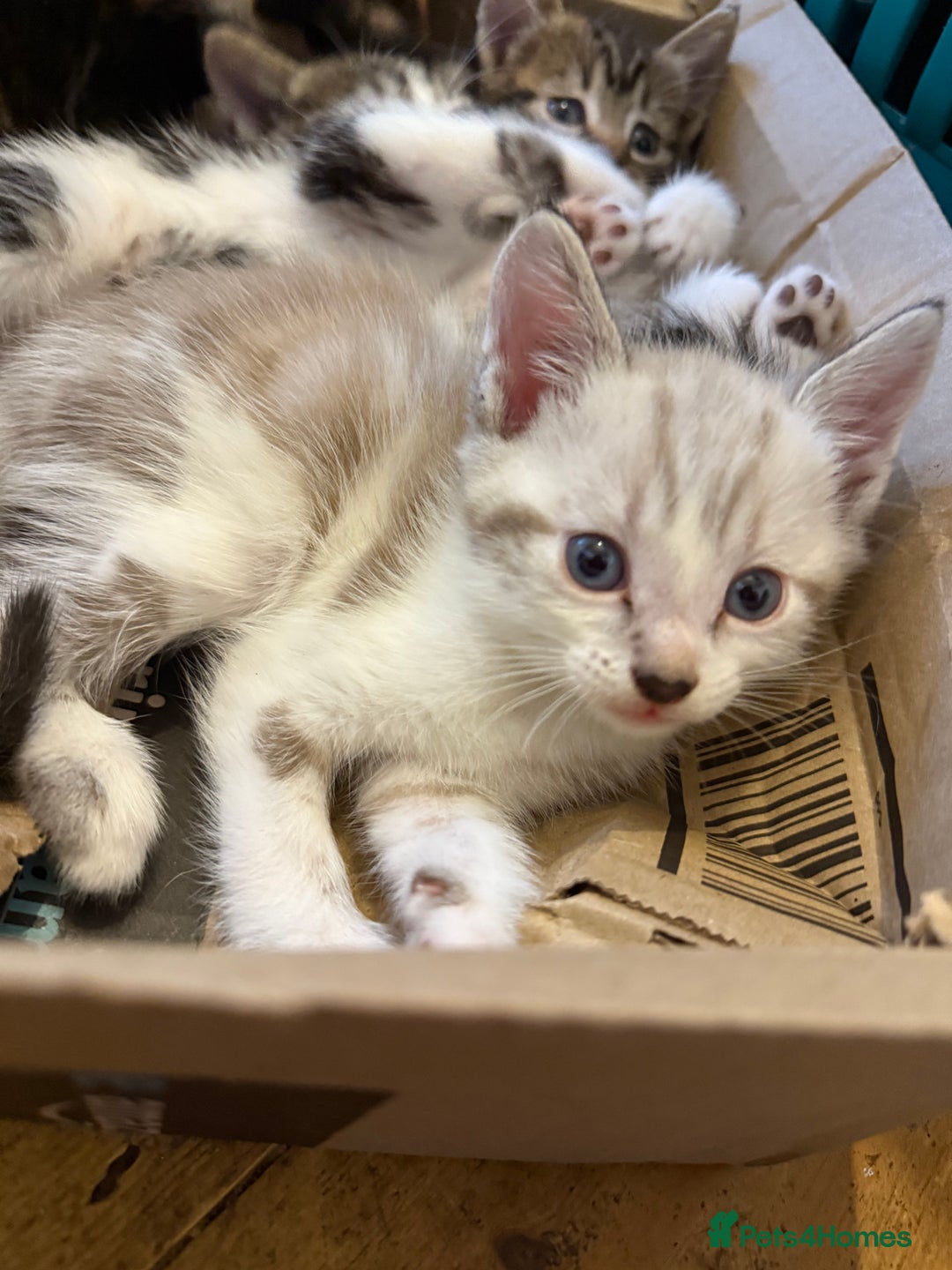 Mixed Breed cats for sale: Mixed breed kittens  - Image 8