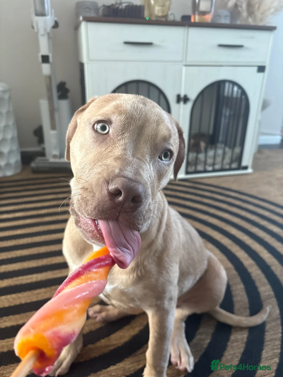 Mixed Breed dogs for sale: female mixed breed dog  in Knottingley - Advert 2