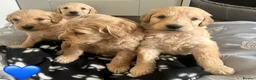 Goldendoodle dogs for sale: Stunning Goldendoodle Puppies - Advert 25