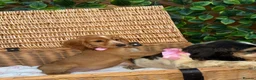 Cocker Spaniel dogs for sale: 1 boy Beautiful show type cocker puppy’s  - Advert 6