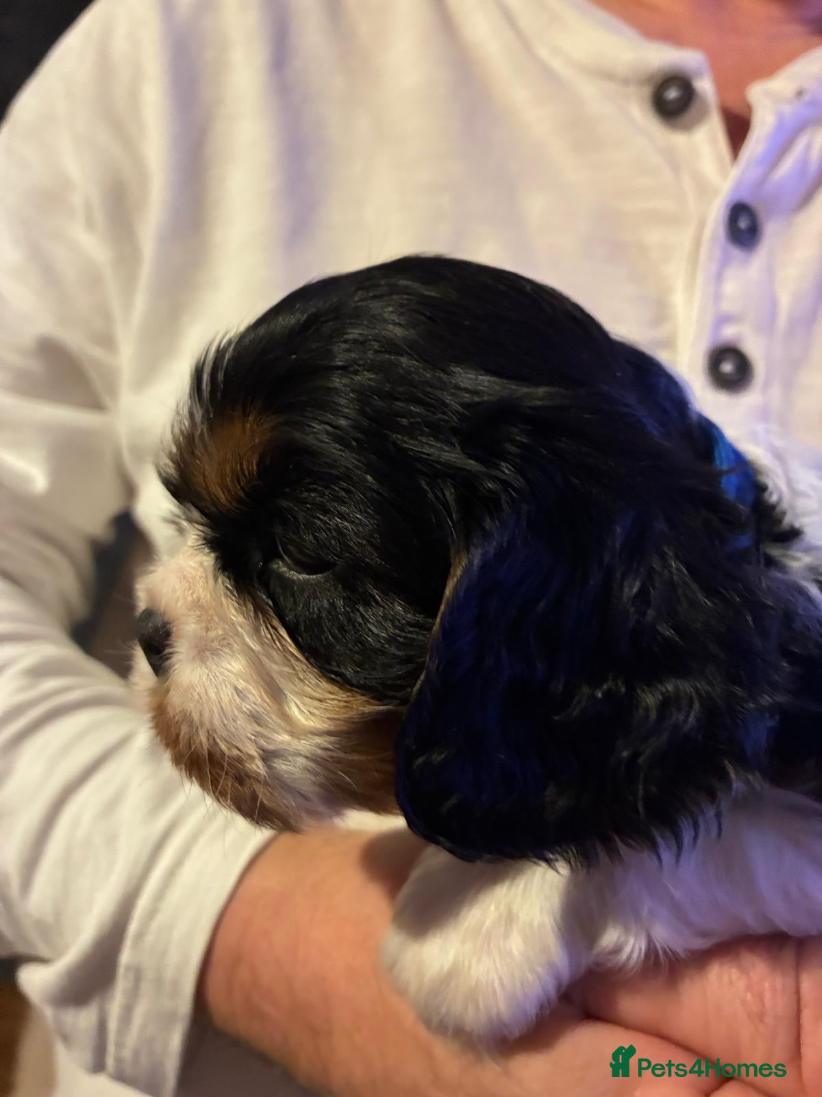 Cavalier King Charles Spaniel dogs for sale: One quality boy available to reserve   - Advert 1