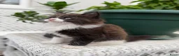 Mixed Breed cats for sale: Half Maine Coon kitten - Advert 3