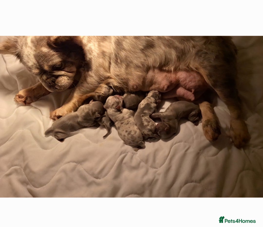 Chihuahua dogs for sale:  Chihuahua X French Bulldog Puppies  - Advert 6