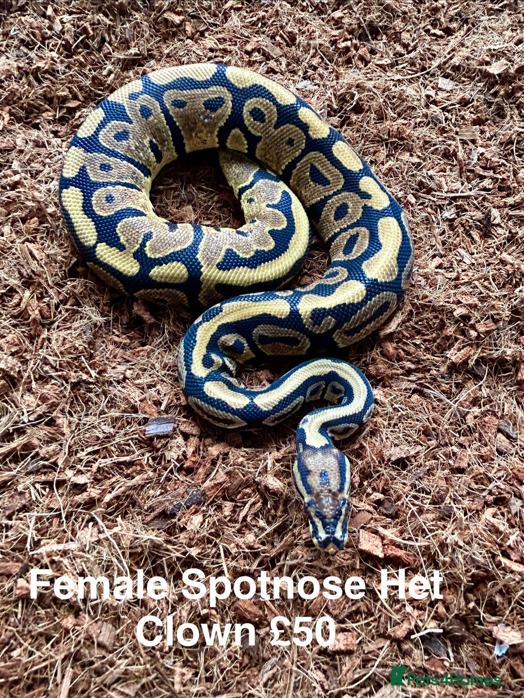 Python Snake reptiles for sale: Royal Pythons Various Ones Available  - Advert 3