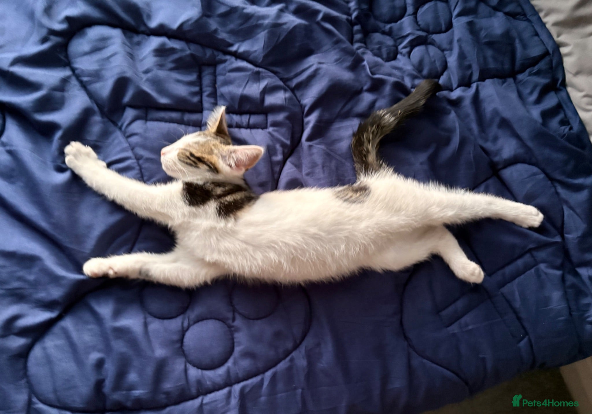 Mixed Breed cats 1 girl available £75. - Advert 3