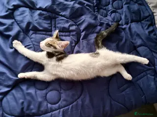 Mixed Breed cats 1 girl available £75. - Advert 17