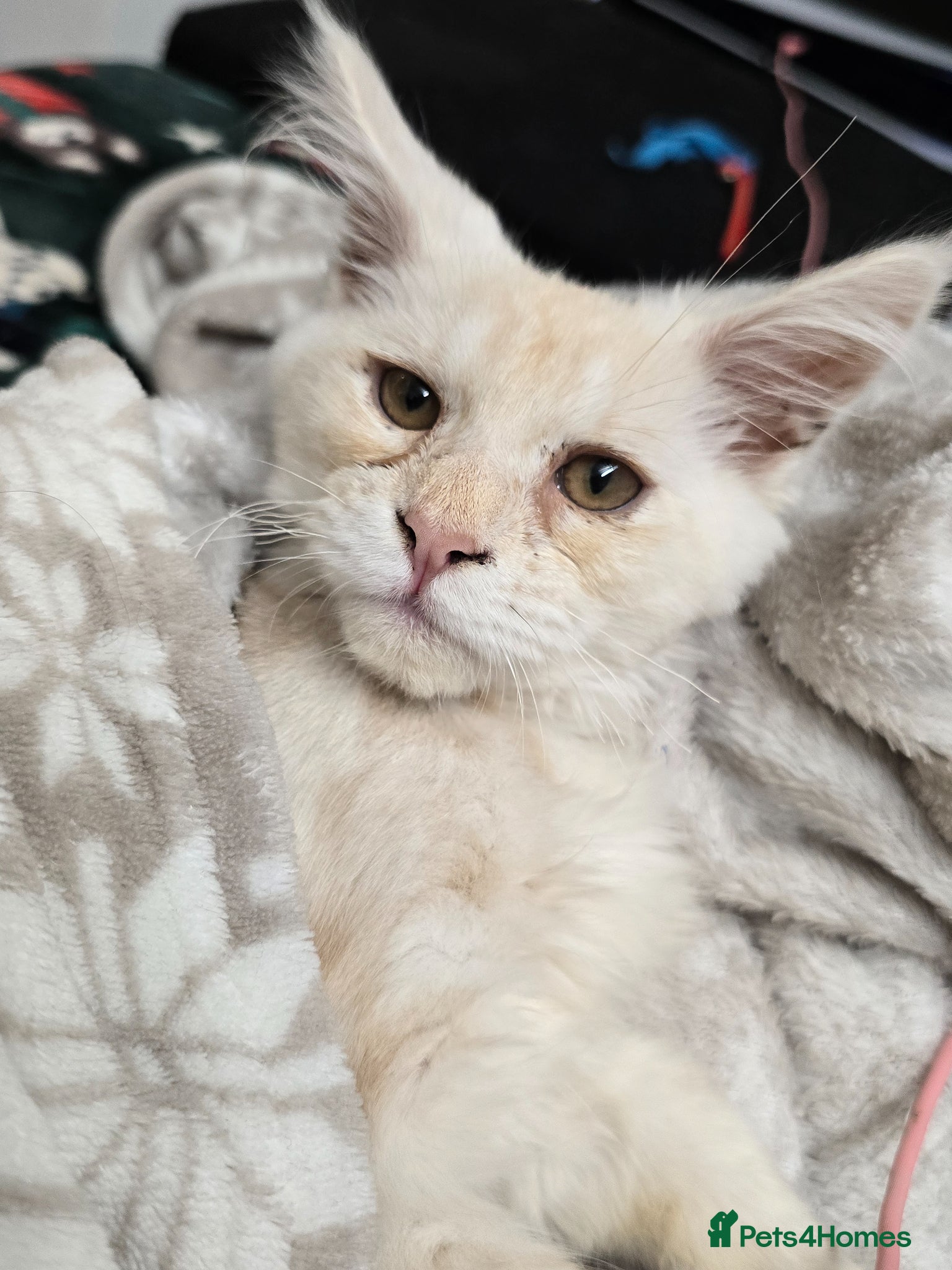 Maine Coon cats Peach Maine Coon for sale - Advert 2