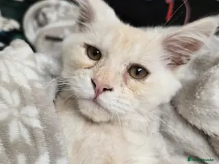 Maine Coon cats Peach Maine Coon for sale - Advert 2