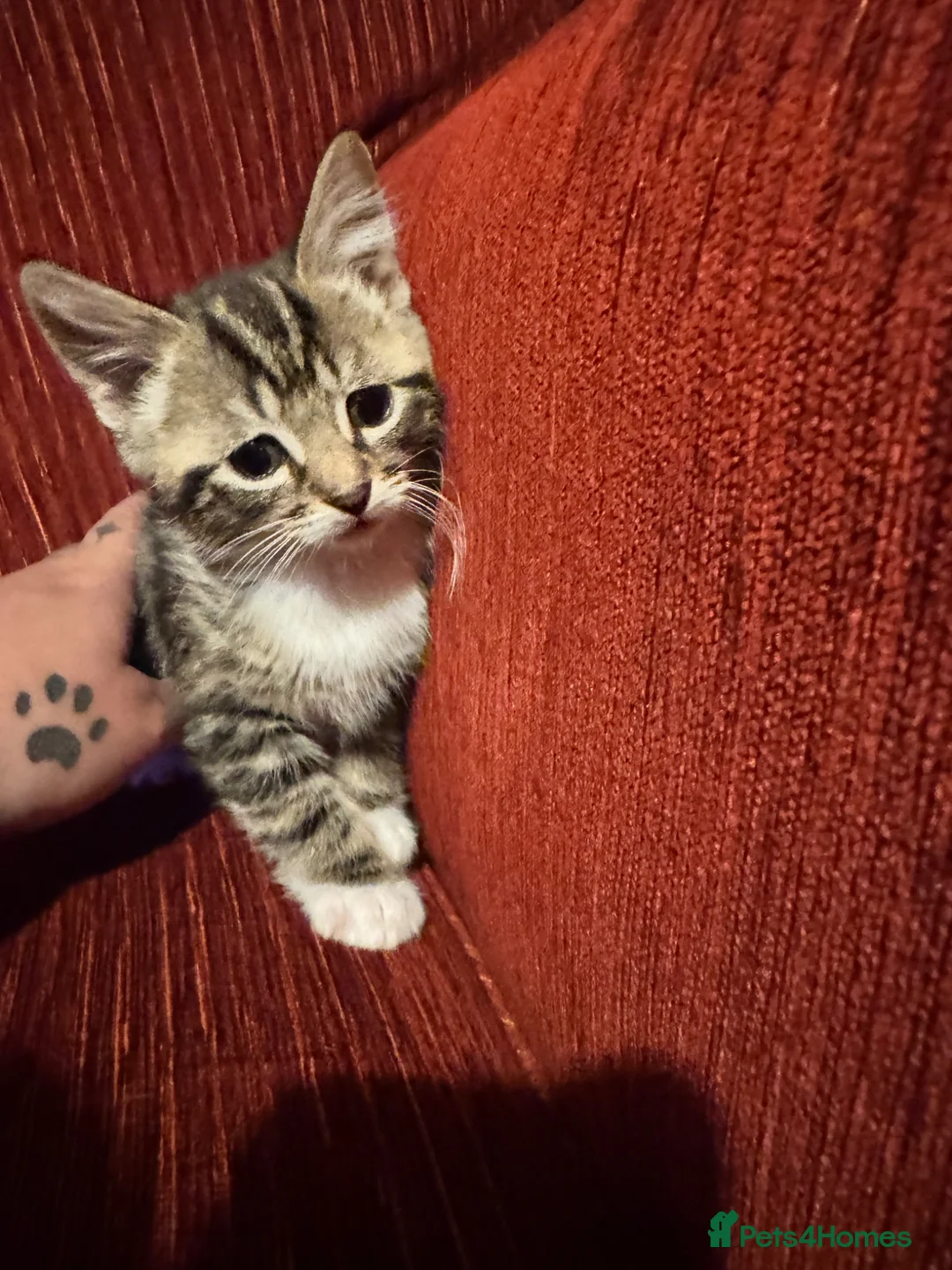 Mixed Breed cats for sale: 2 perfect boy kittens ready to leave  - Advert 2