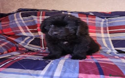 Newfoundland dogs for sale: Health checked Newfoundland Puppies - Image 2