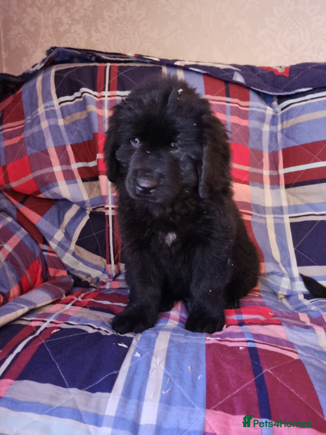 Newfoundland dogs for sale: Health checked Newfoundland Puppies - Image 2