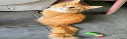 Maine Coon cats for adoption: Beautiful 5-Year-Old Maine Coon Looking for Home  in Nottingham - Advert 3