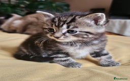 Toybob cats for sale: Bengal / Ragdoll  - Image 4