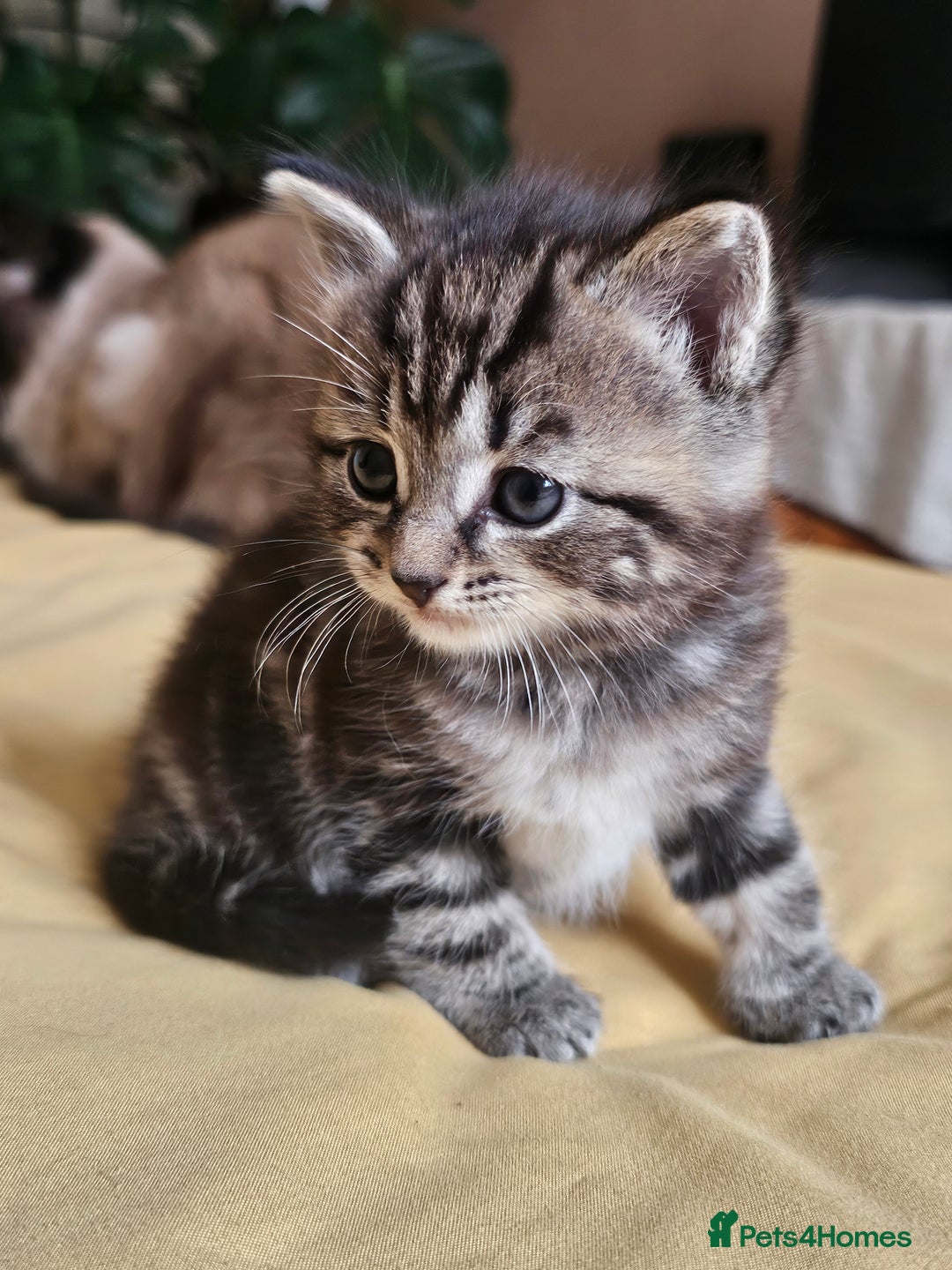 Toybob cats for sale: Bengal / Ragdoll  - Image 4
