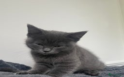 British Shorthair cats for sale: BSH x Ragdoll - Ready Now - Image 9
