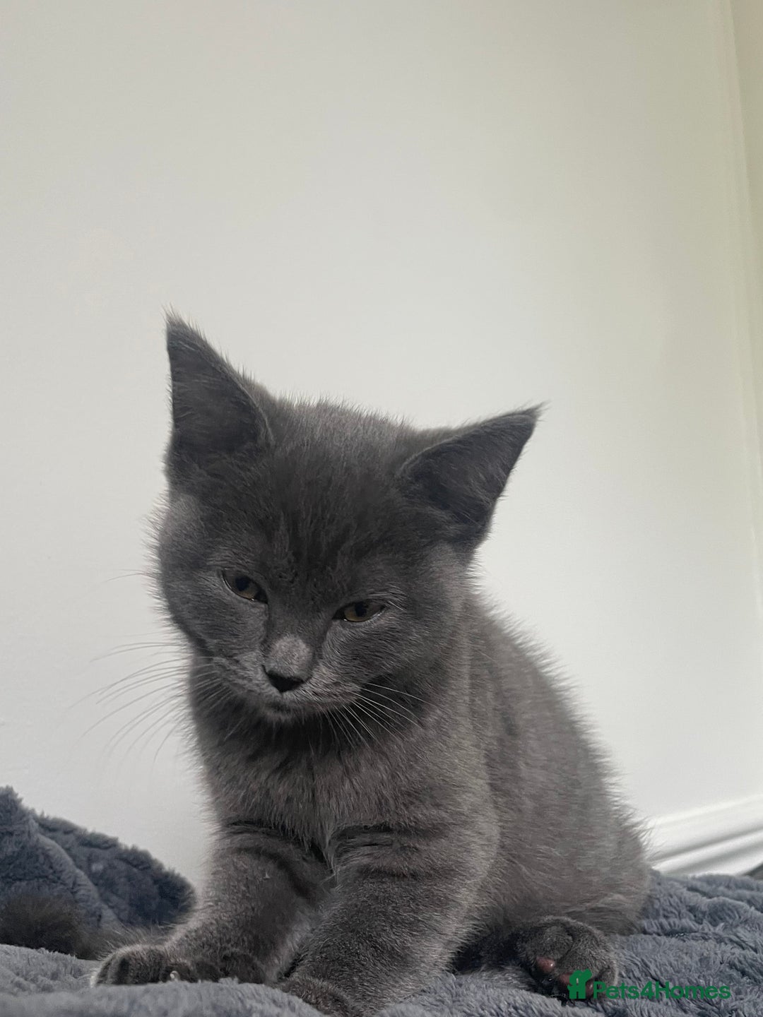 British Shorthair cats for sale: BSH x Ragdoll - Ready Now - Image 9