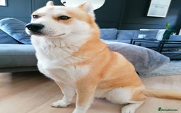 Mixed Breed dogs for sale: Mocha - Image 7
