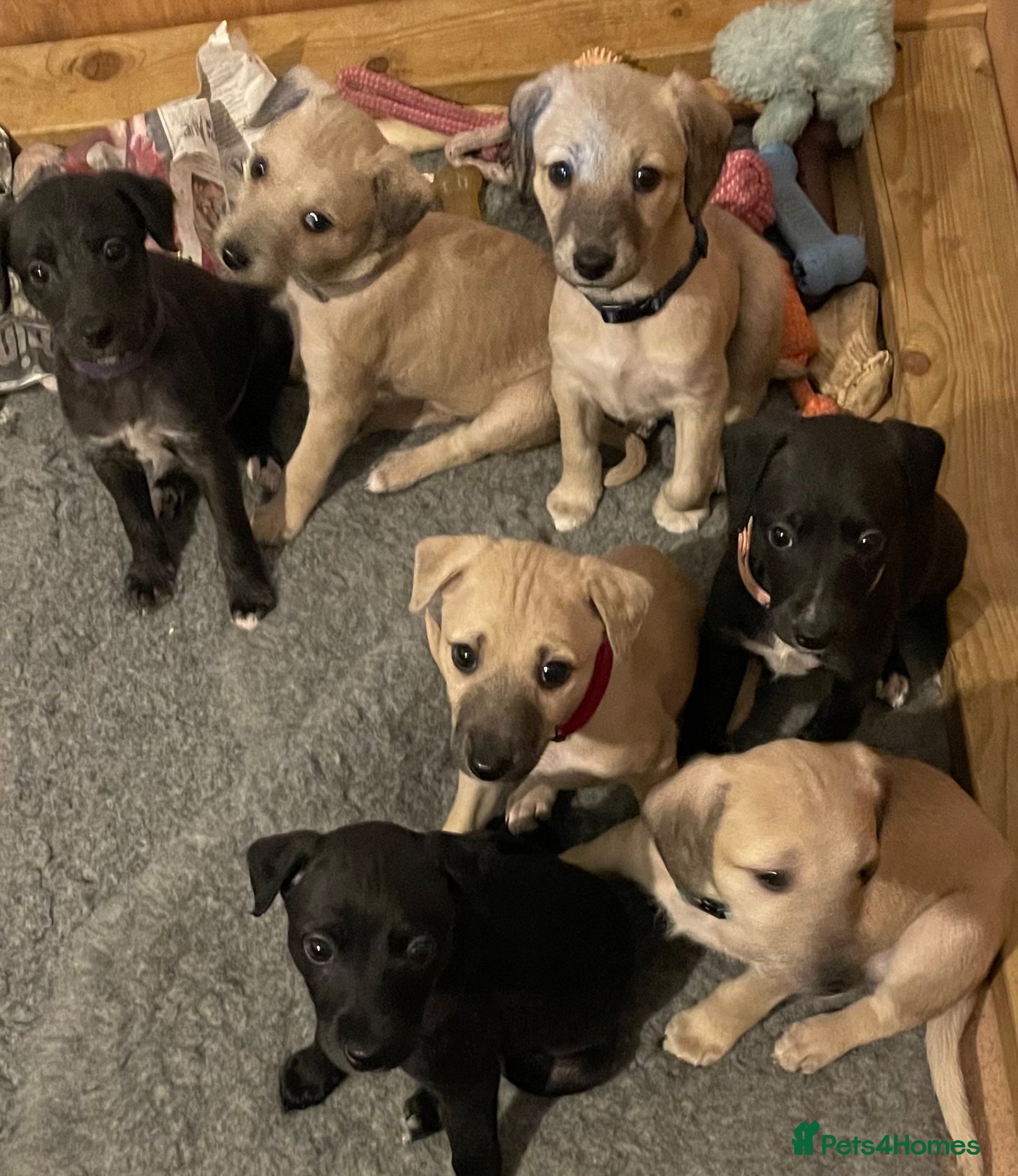 Mixed Breed dogs F1 Bedlington /Whippet  puppies  - Advert 2