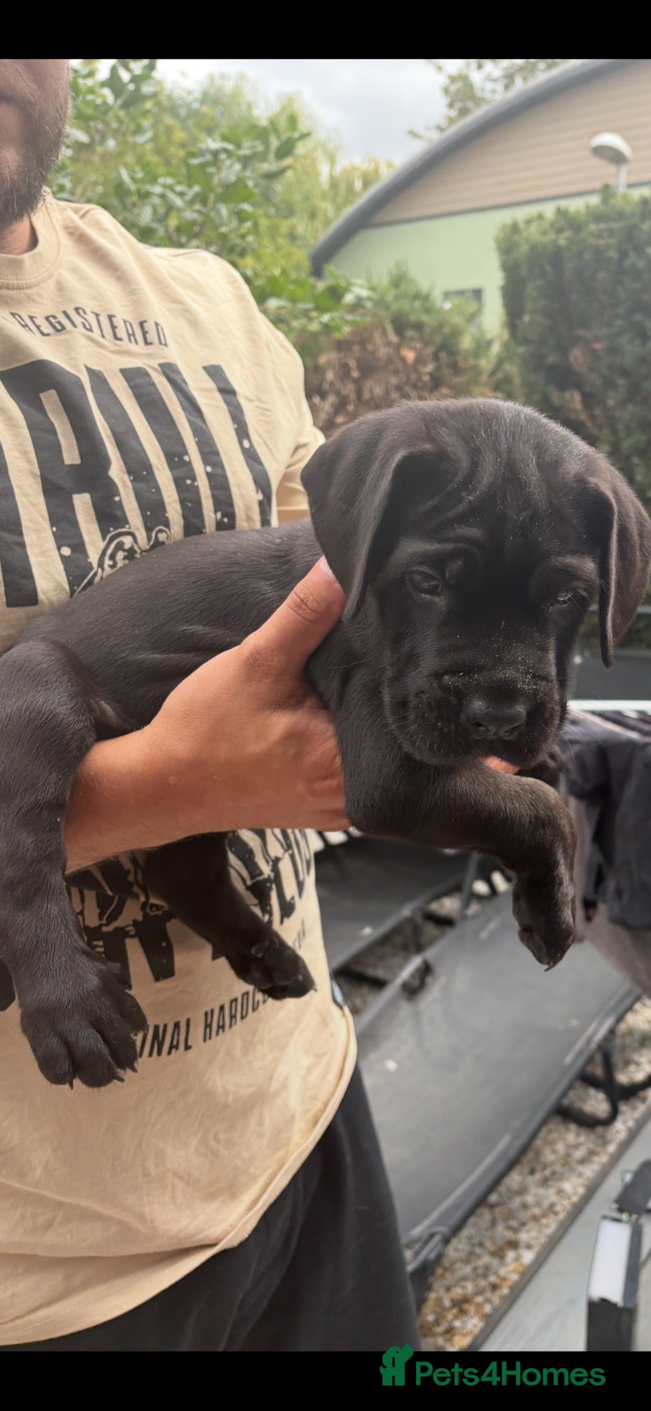 Cane Corso dogs 4 Stunning Cane Corso Big Boys!!! - Advert 2