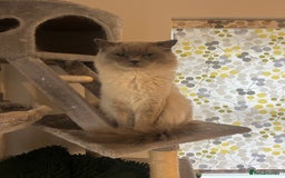 Ragdoll cats for sale: Adult Male Ragdoll Cat - Image 2