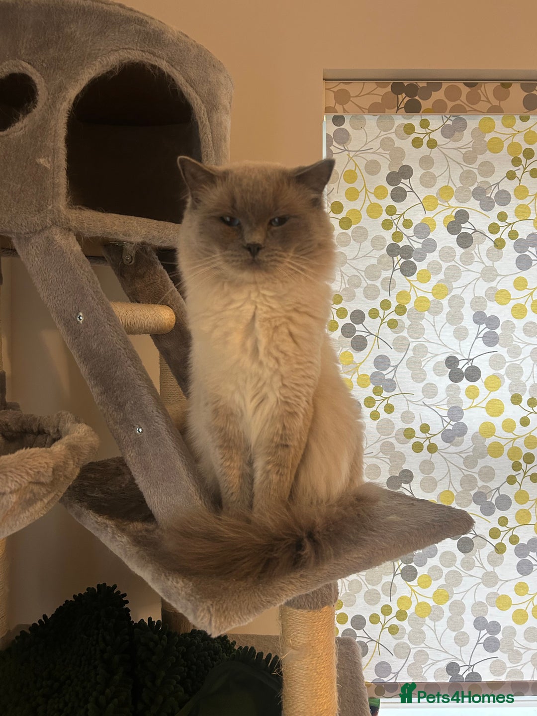 Ragdoll cats for sale: Adult Male Ragdoll Cat - Image 2
