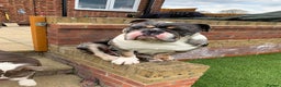 English Bulldog dogs for stud: Proven English Bulldog Stud - Blue Tri Merle in Romford - Advert 4
