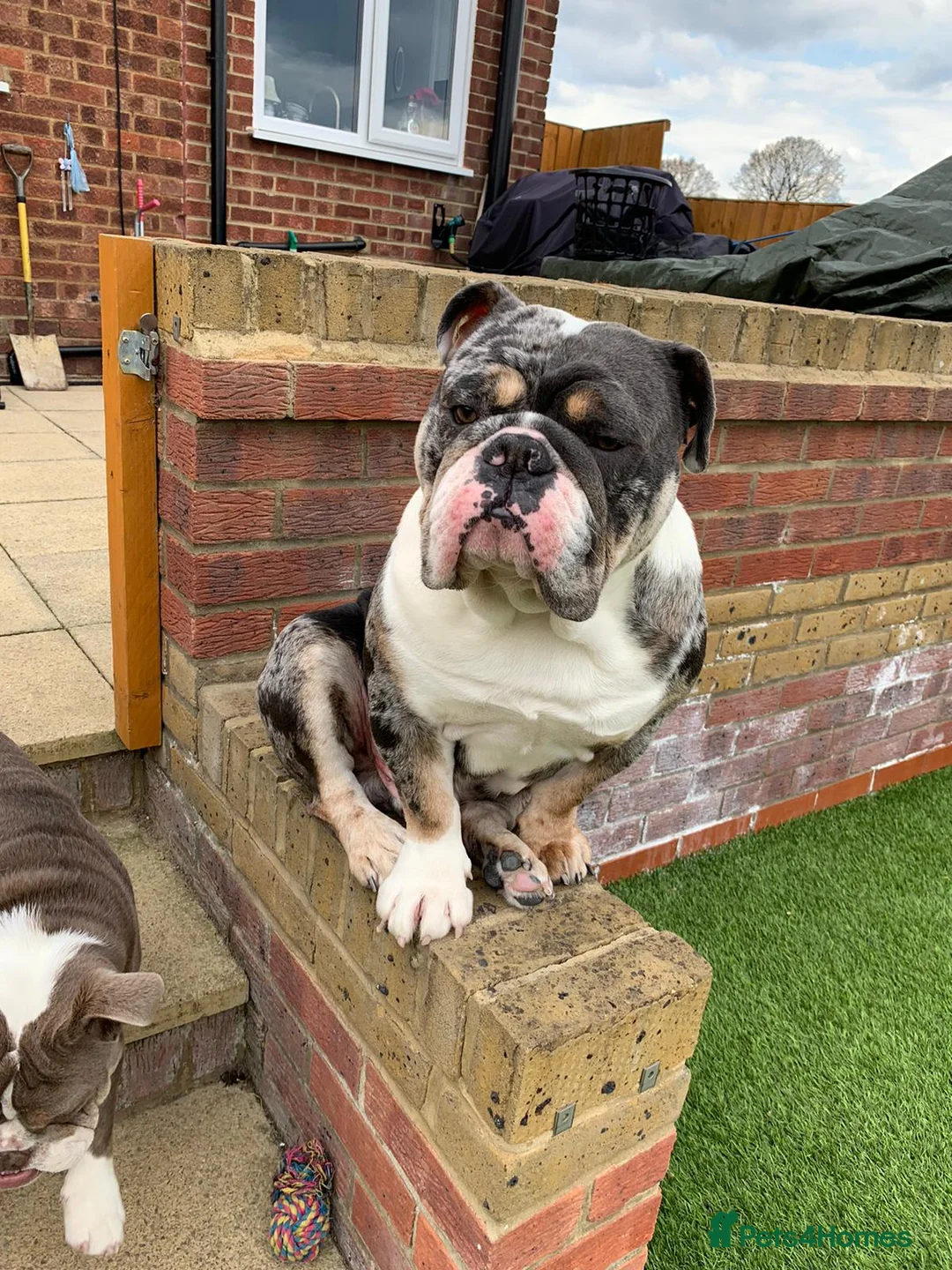 English Bulldog dogs for stud: Proven English Bulldog Stud - Blue Tri Merle in Romford - Advert 4