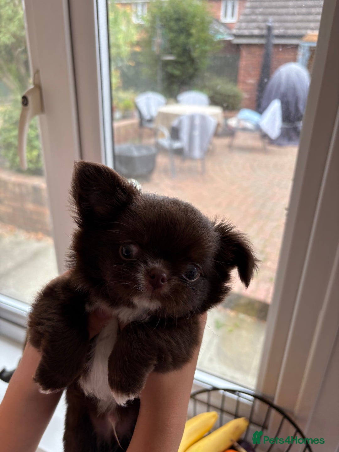 Chihuahua dogs for sale: Russian long hair Chihuahuas - Image 8