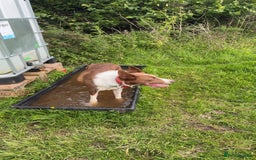Border Collie dogs for stud: Chip for Stud - Image 2