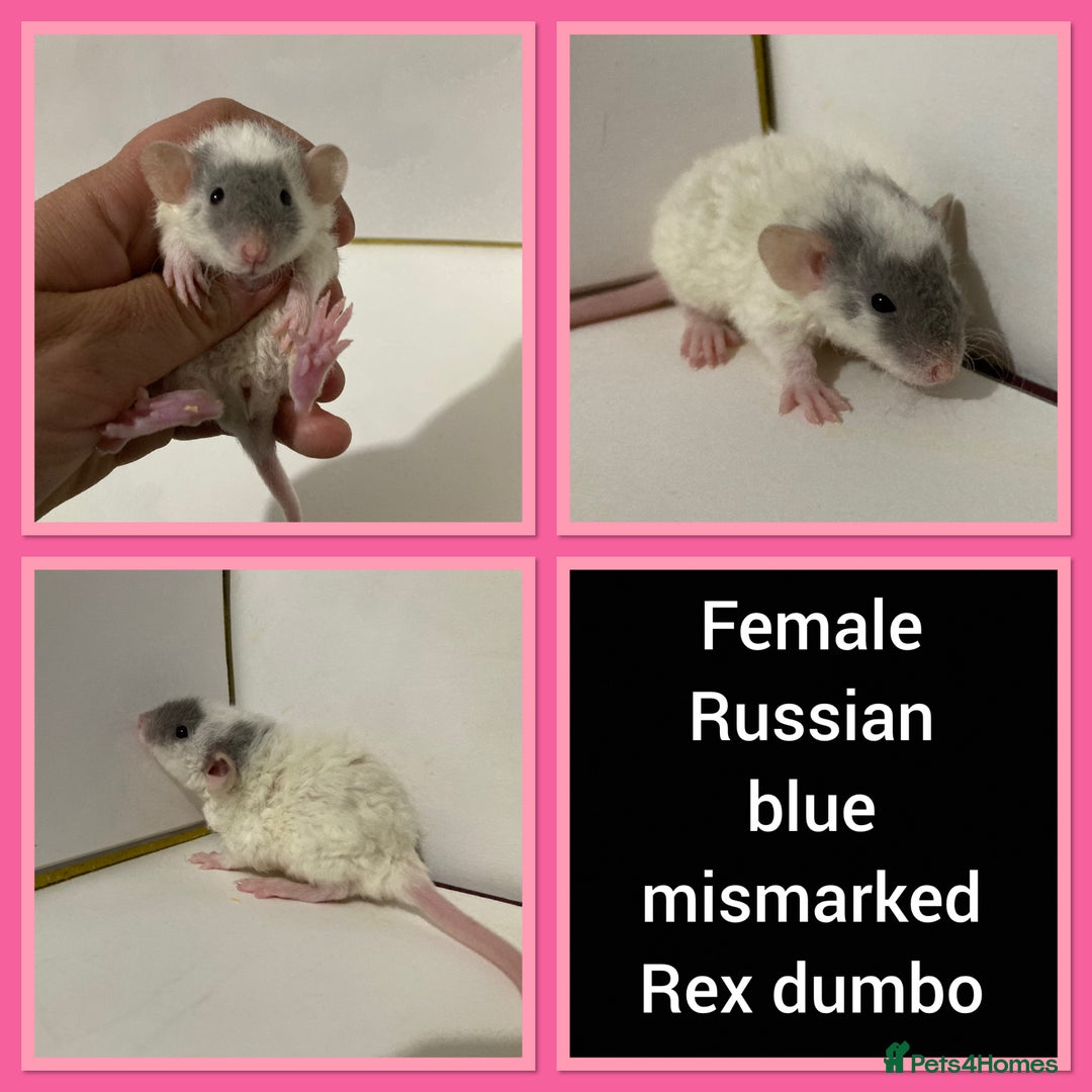 Rat rodents for sale: Adorable Dumbo Baby Rats ❤️ - Image 8