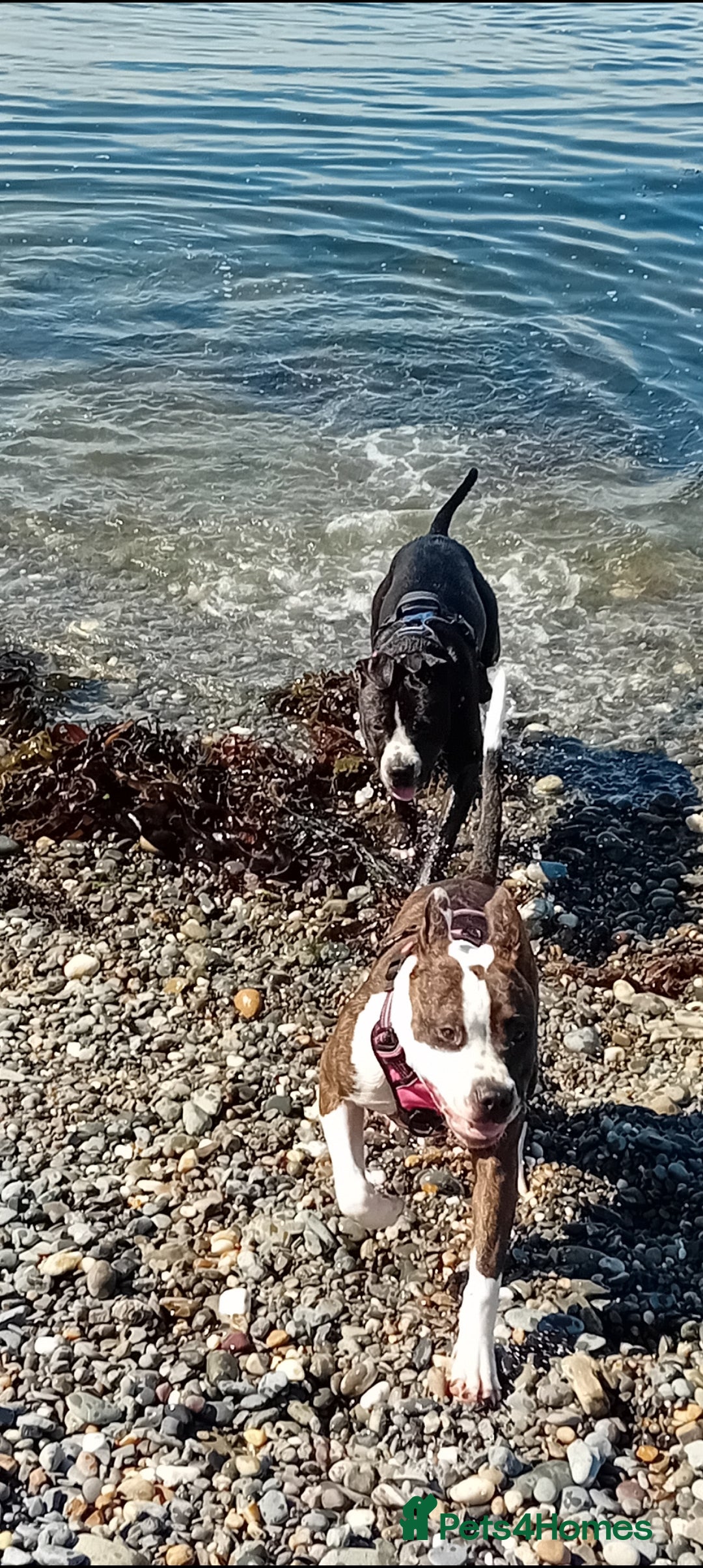 Staffordshire Bull Terrier dogs for sale: Staffordshire bull terriers for sale - Image 6