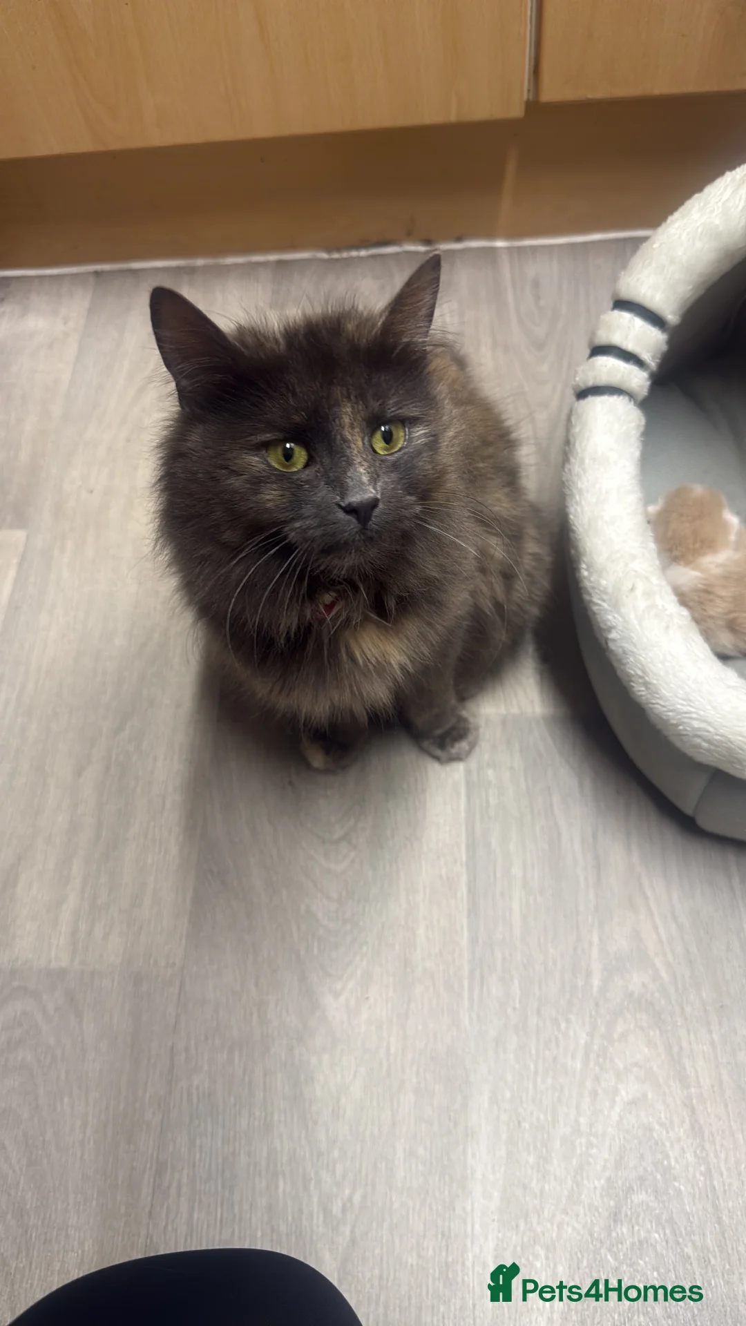 Mixed Breed cats for sale: Crème and White Male Kitten  in Liverpool - Advert 2