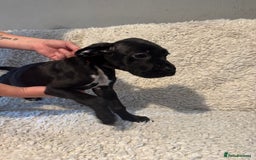 Cane Corso dogs for sale: Beautiful Litter Of Cane Corso Puppys - Image 38