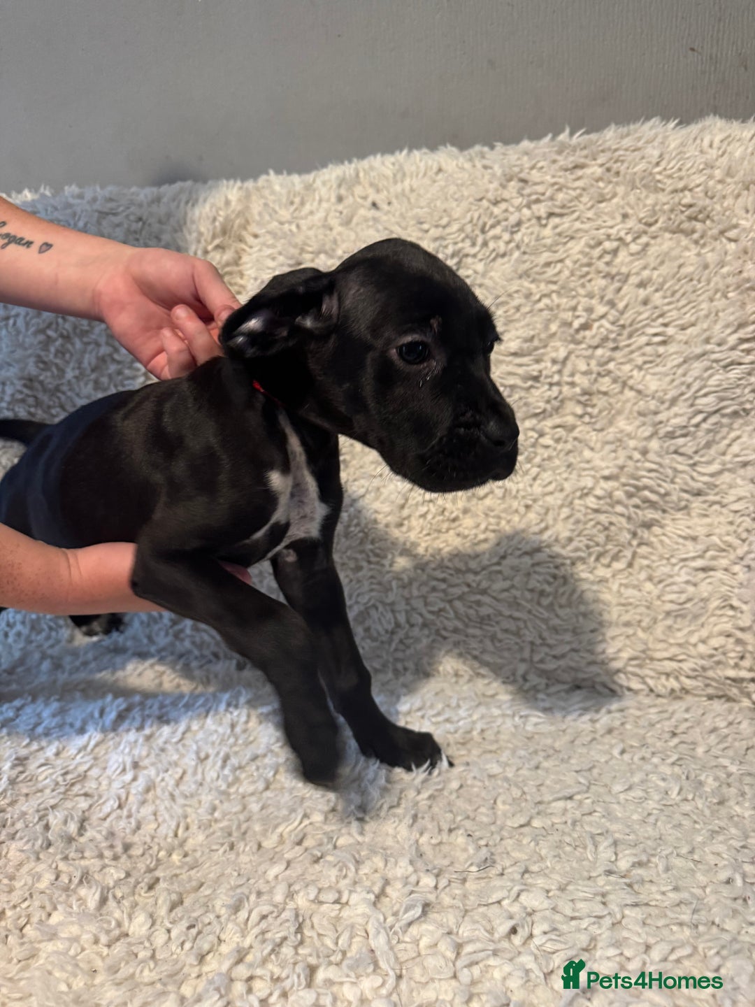 Cane Corso dogs for sale: Beautiful Litter Of Cane Corso Puppys - Image 38