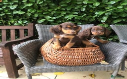 Cocker Spaniel dogs for sale: Cocker spaniel puppy’s  - Image 8