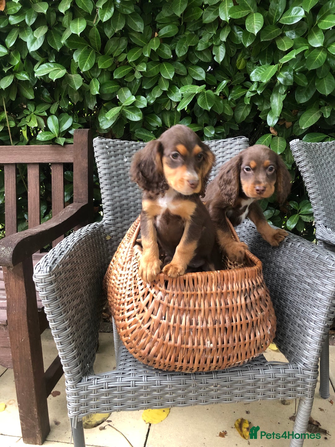 Cocker Spaniel dogs for sale: Cocker spaniel puppy’s  - Image 8