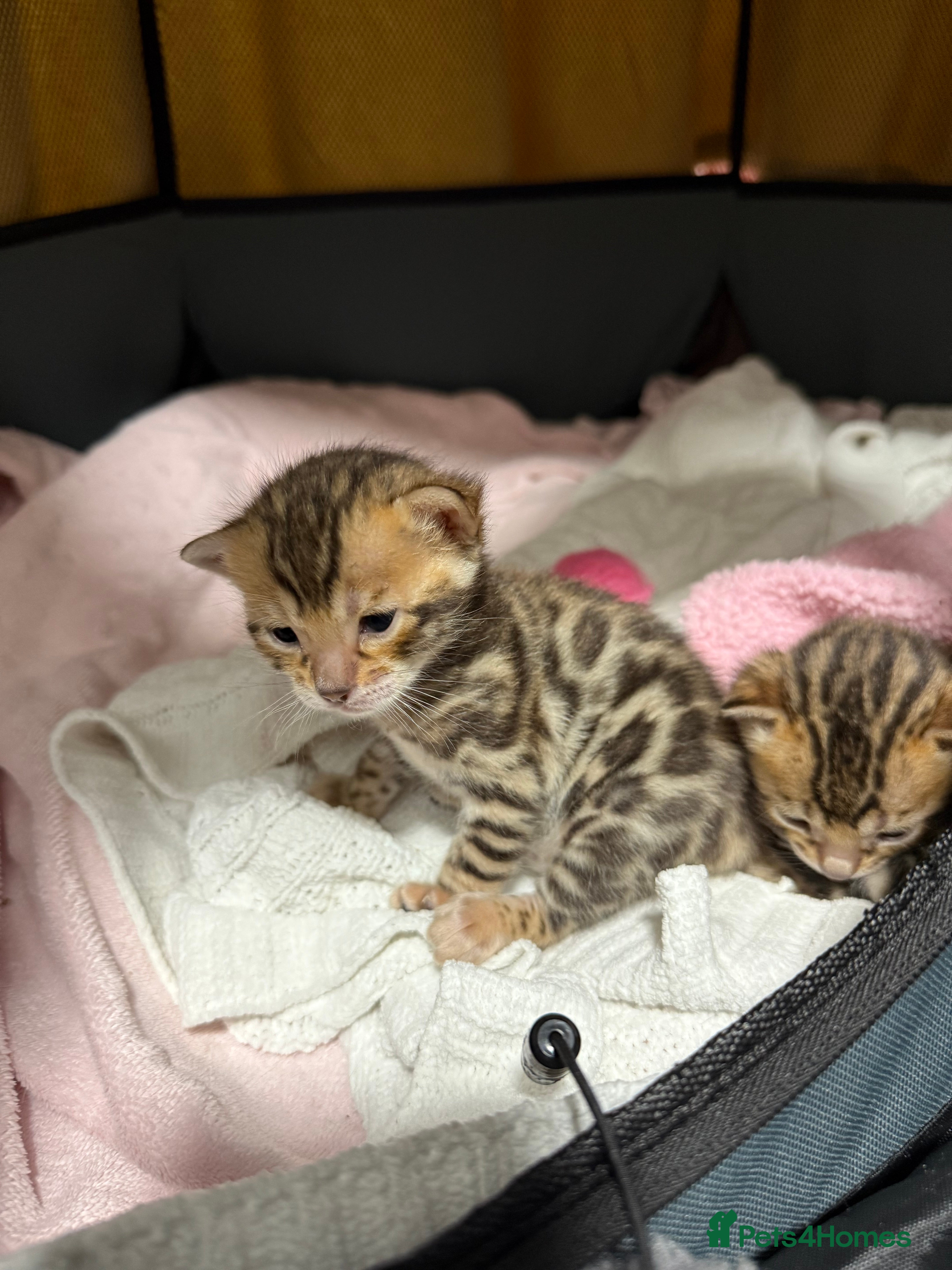 Bengal cats Pure Bengal Female kittens - Advert 17