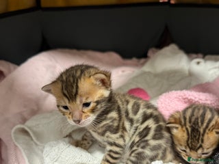 Bengal cats Pure Bengal Female kittens - Advert 1