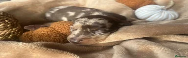 Miniature Dachshund 1