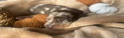Miniature Dachshund dogs for sale: Stunning  miniature dachshunds boys x3 - Advert 20